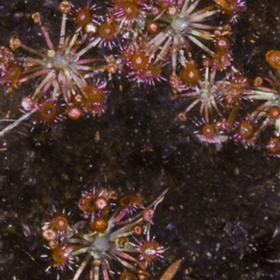 Drosera pygmaea