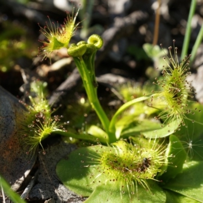 Drosera sp.