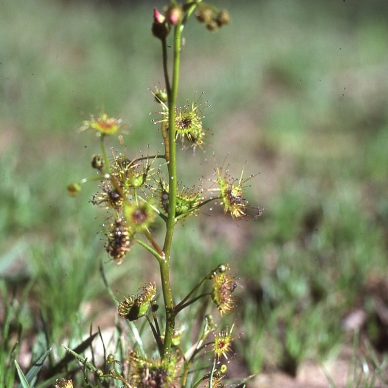 Drosera sp.