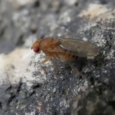 Drosophila sp. (genus)