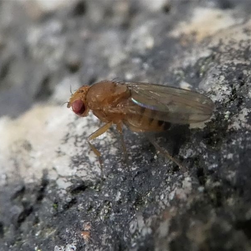 Drosophila sp. (genus)