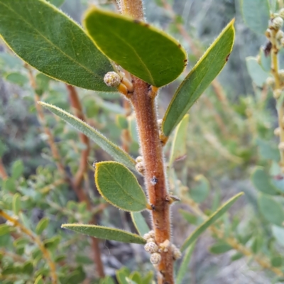 Acacia brachybotrya