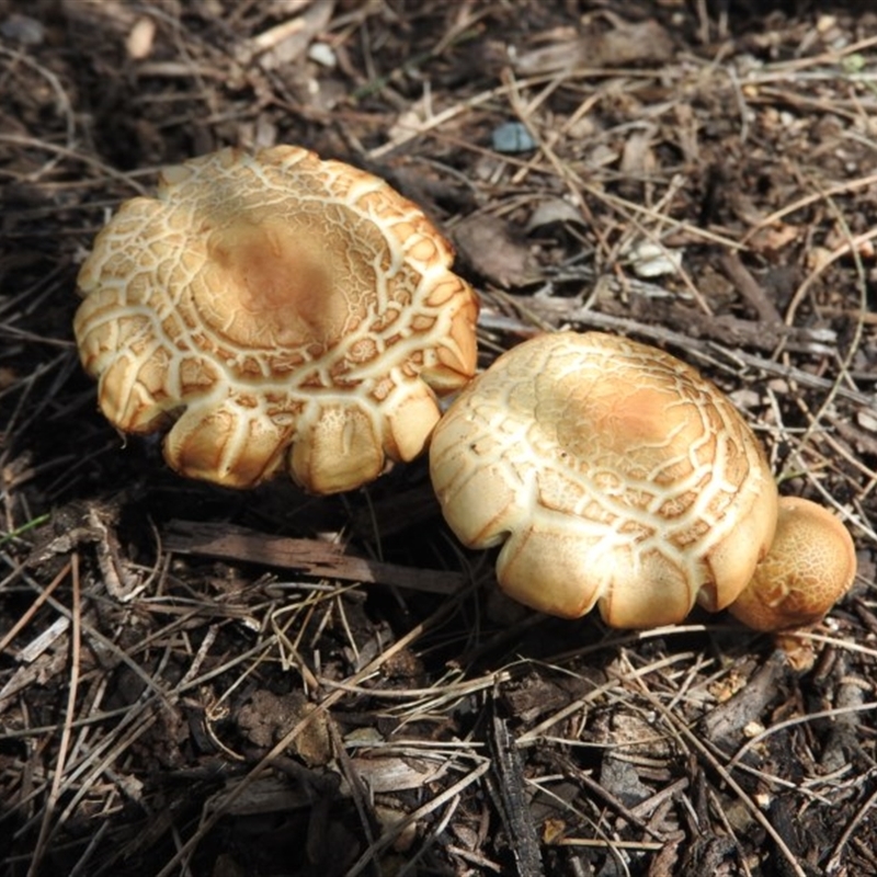 Agrocybe praecox group