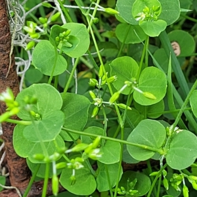 Drymaria cordata subsp. cordata