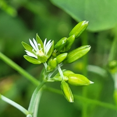 Drymaria cordata subsp. cordata