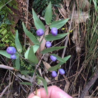 Drymophila cyanocarpa