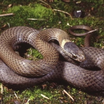 Drysdalia rhodogaster