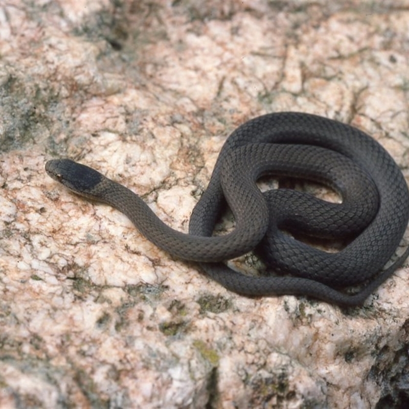 Drysdalia rhodogaster