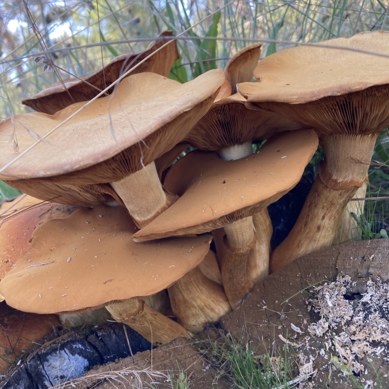 Agrocybe sp.