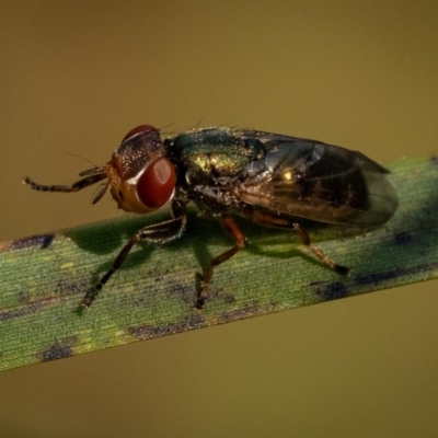 Duomyia sp. (genus)