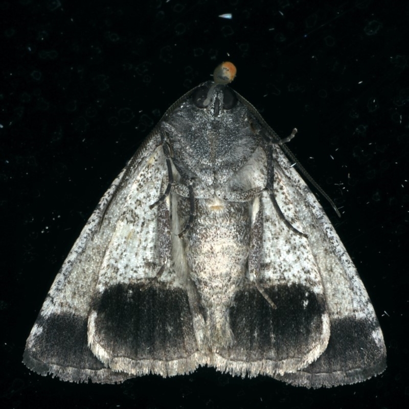 Dysbatus singularis