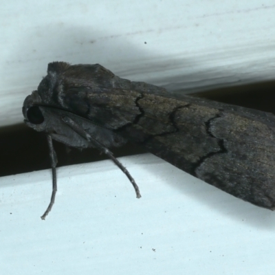 Dysbatus (genus)