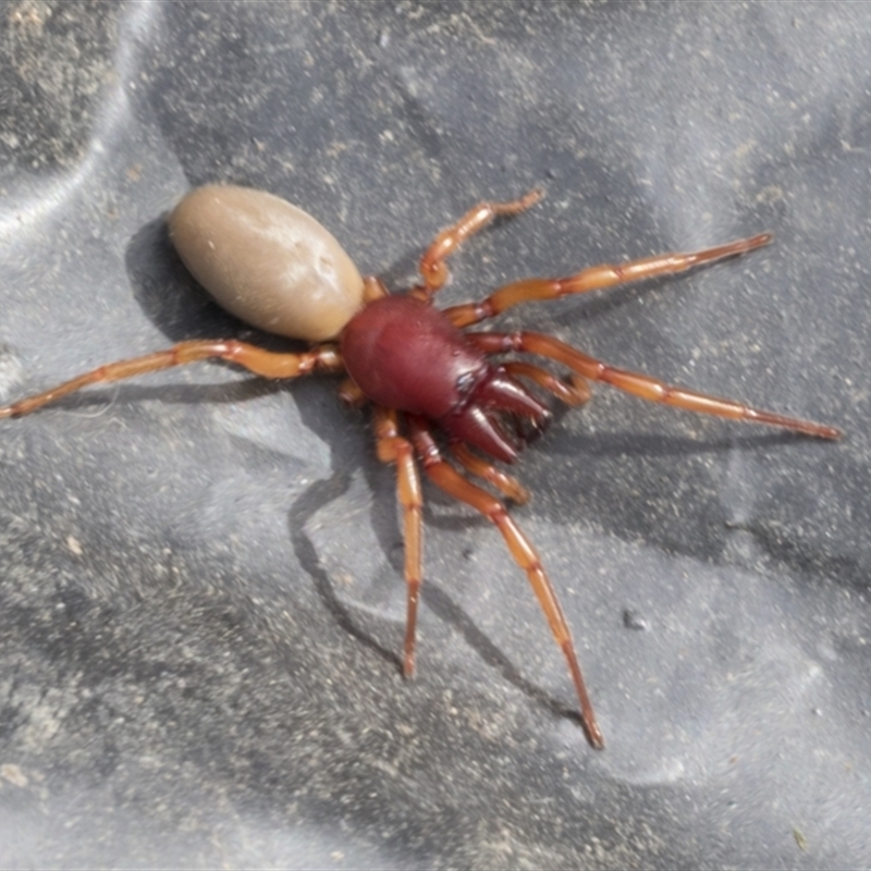 Dysdera crocata