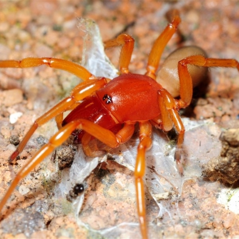 Dysdera crocata