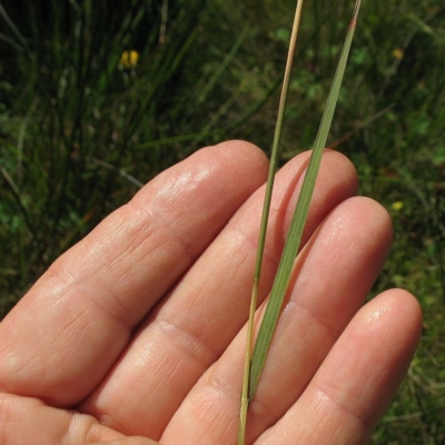 Agrostis bettyae