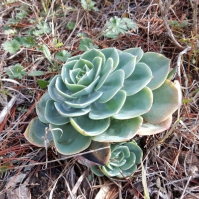 Echeveria sp.