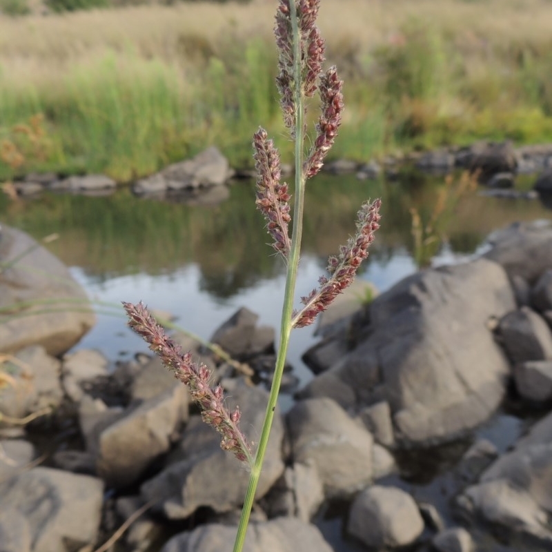 Echinochloa crus-galli