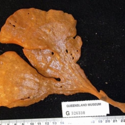 Echinoclathria leporina