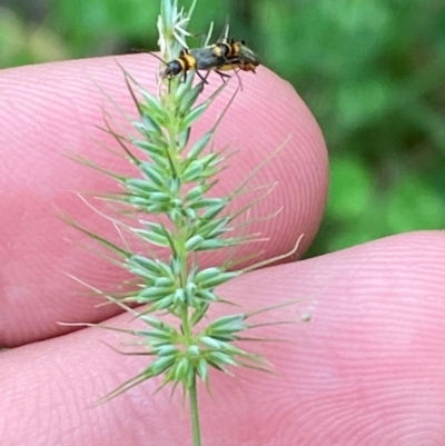 Echinopogon caespitosus var. caespitosus