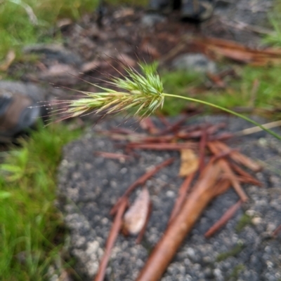 Echinopogon cheelii