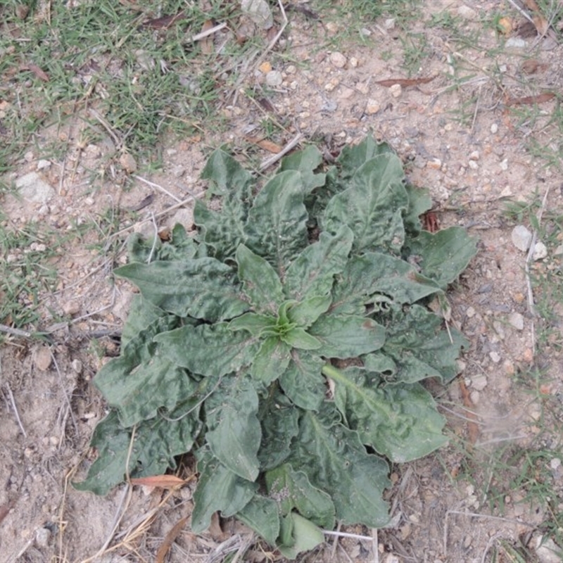 Echium plantagineum