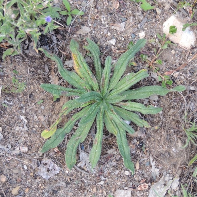 Echium vulgare