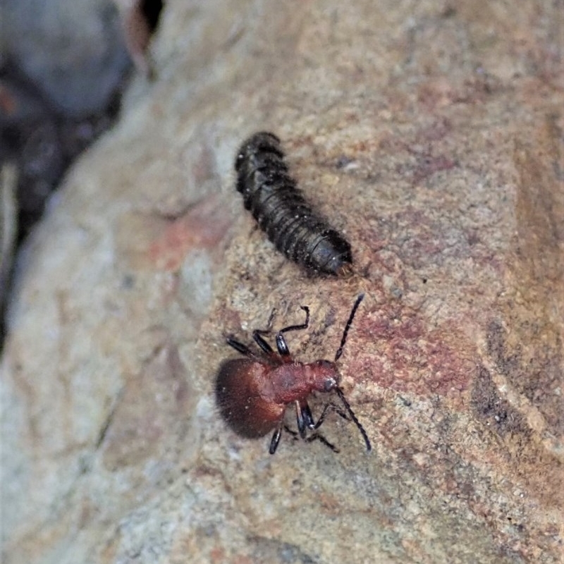 Larvae 