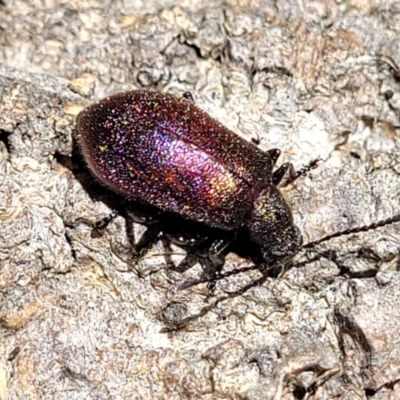 Ecnolagria tomentosa