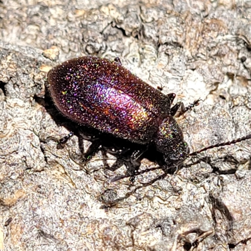 Ecnolagria tomentosa