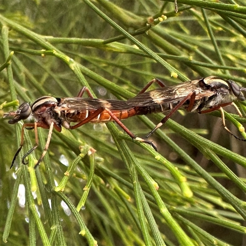 Ectinorhynchus variabilis