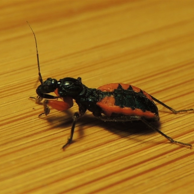 Ectomocoris patricius