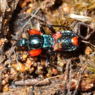 Ectomocoris patricius