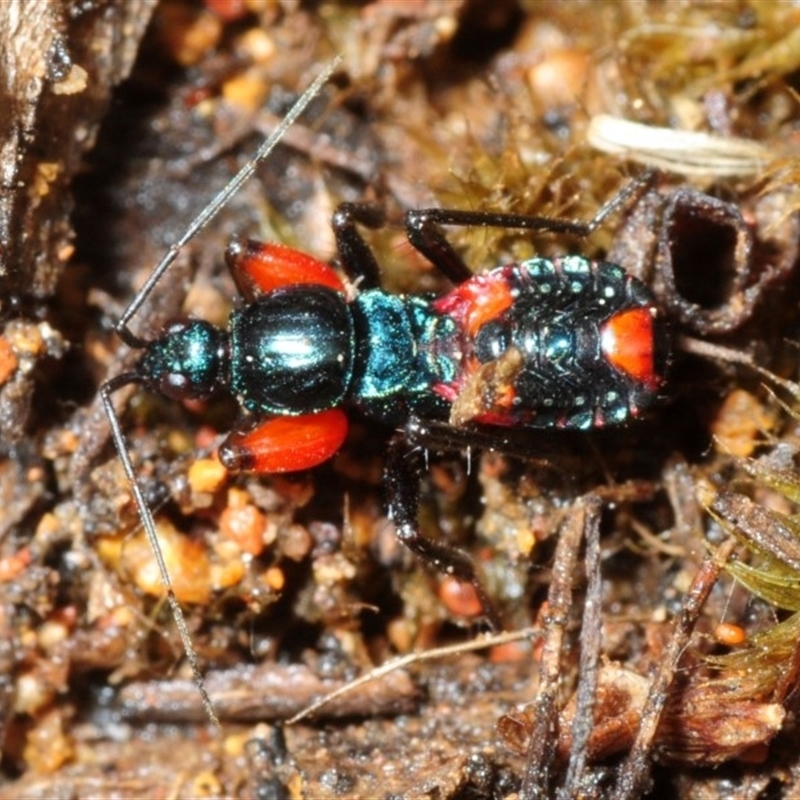 Ectomocoris patricius