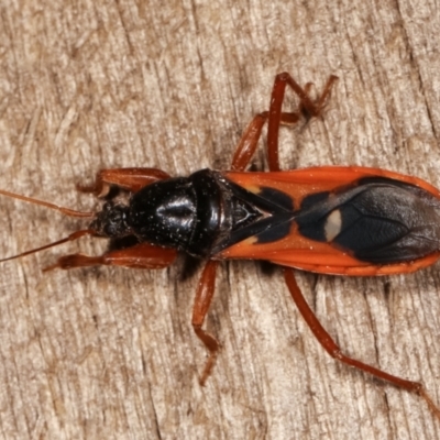 Ectomocoris sp. (genus)