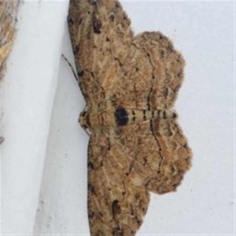 Male