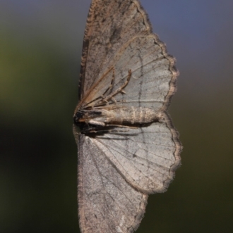 Male, underside.