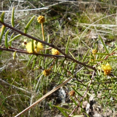 Acacia brownii