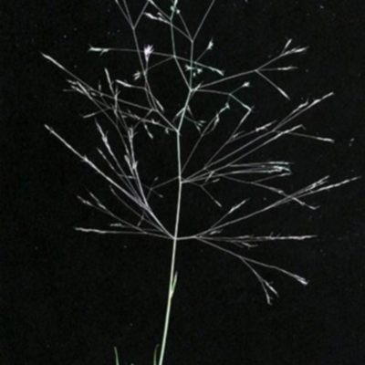 Agrostis venusta