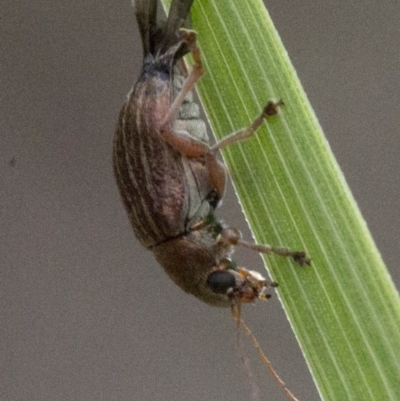 Edusella lineata