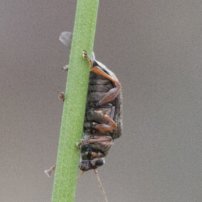 Edusella lineata