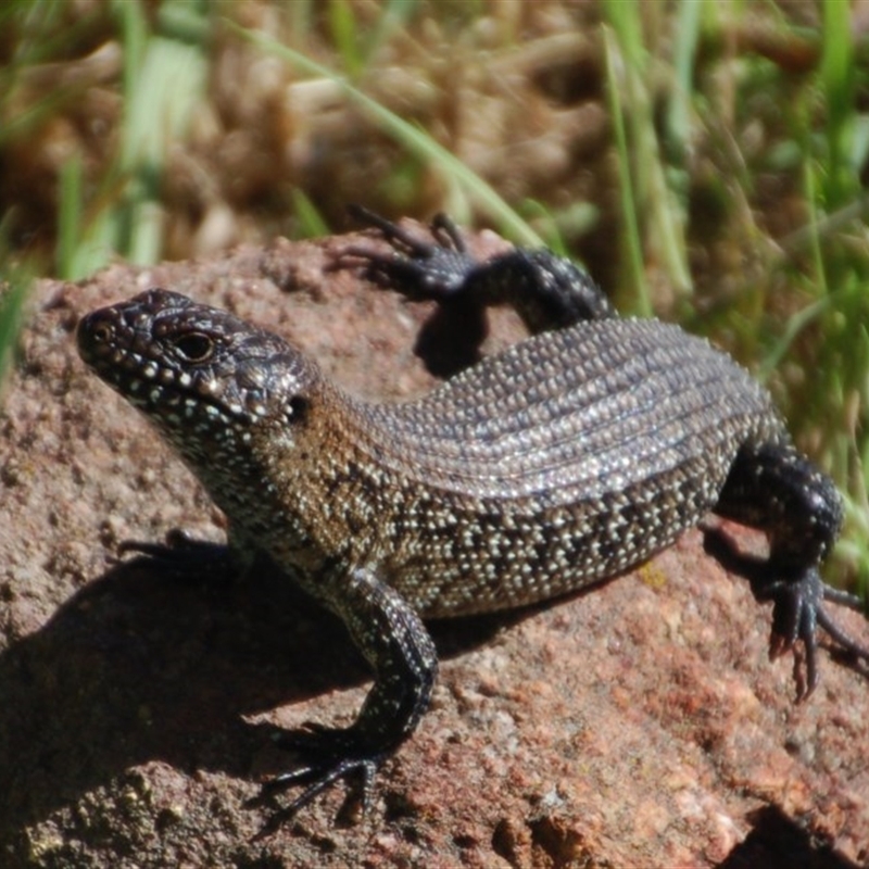 Egernia cunninghami