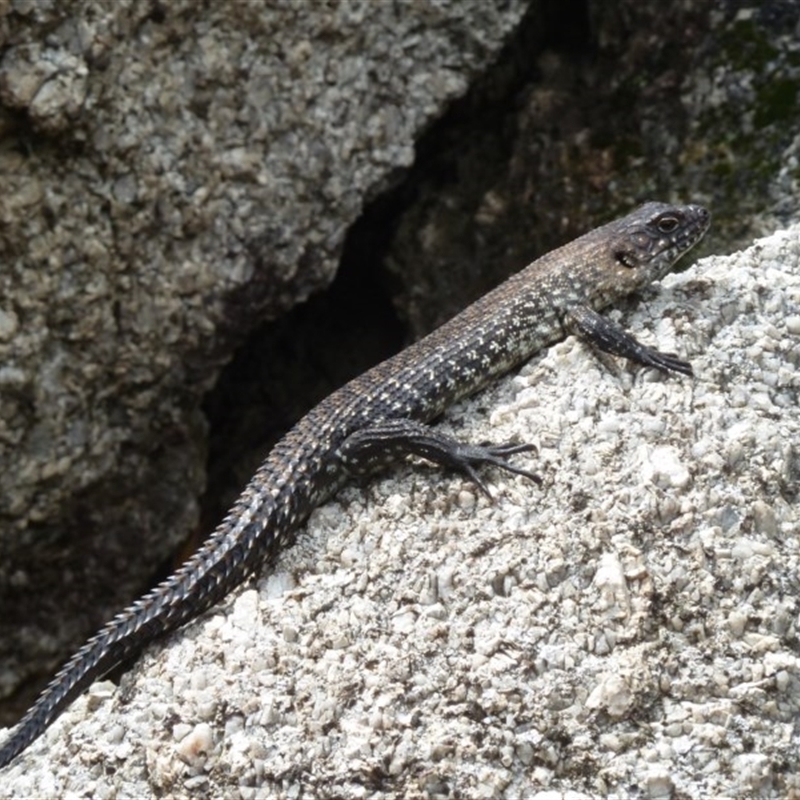 Egernia cunninghami