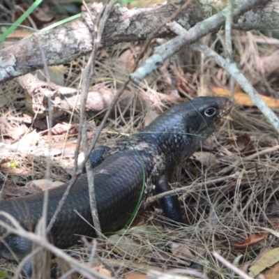 Egernia major