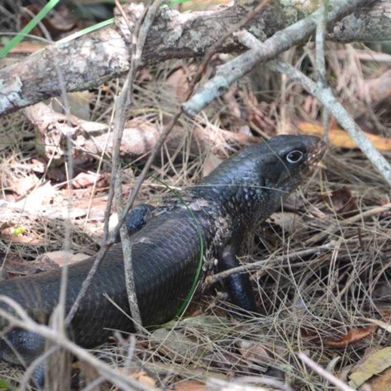 Egernia major