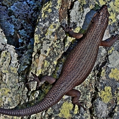 Egernia saxatilis intermedia