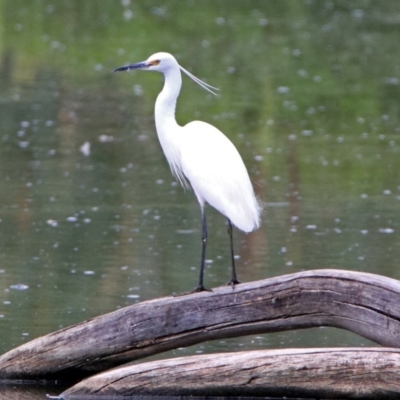 Egretta garzetta