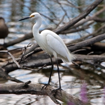 Egretta garzetta