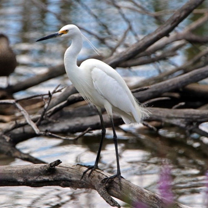 Egretta garzetta