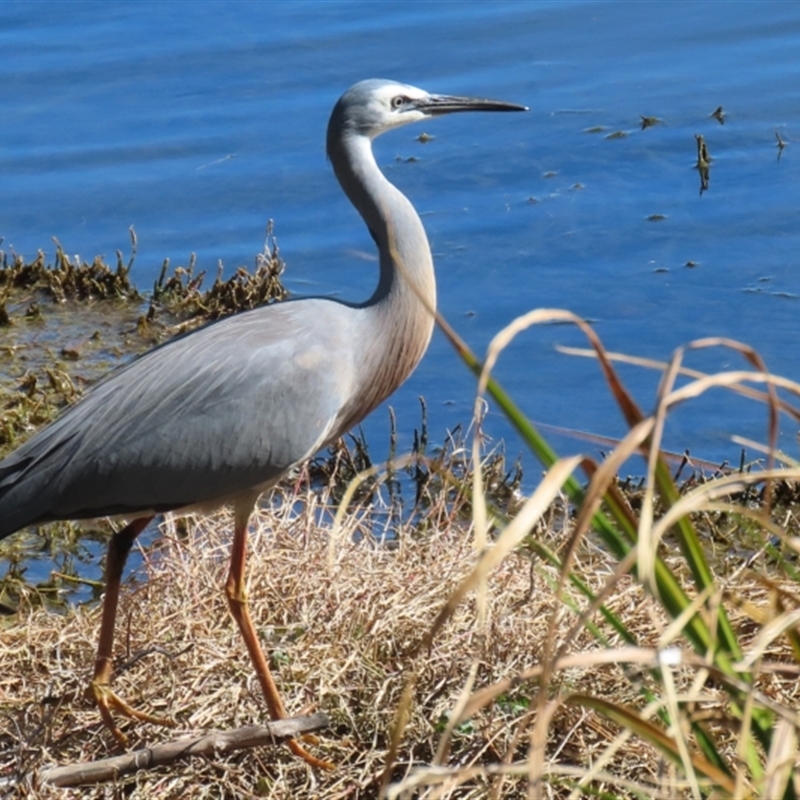 Egretta novaehollandiae