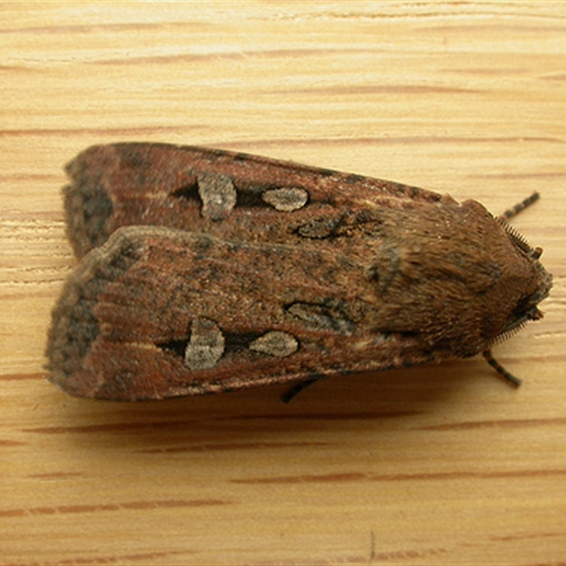 Agrotis infusa